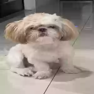 lost male dog coco salazar