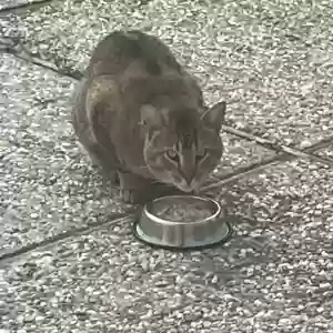 lost male cat malcolm