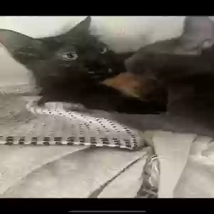 lost female cat cleo