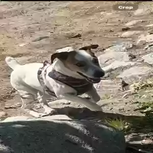 lost male dog simba