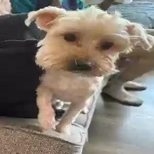 lost female dog sadie