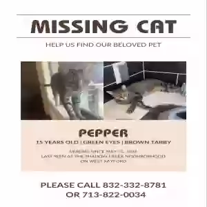 lost male cat pepper
