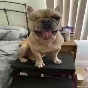 lost male dog beau