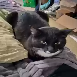 lost male cat db