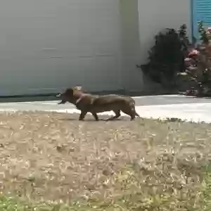 lost male dog jake