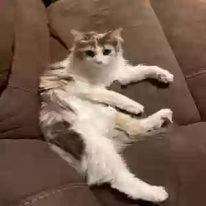 lost female cat miso