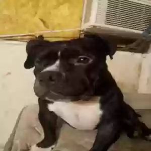 lost male dog big boy