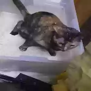 lost female cat wackamo