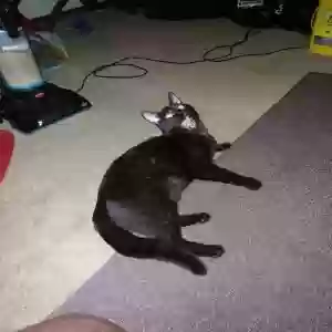lost male cat hades