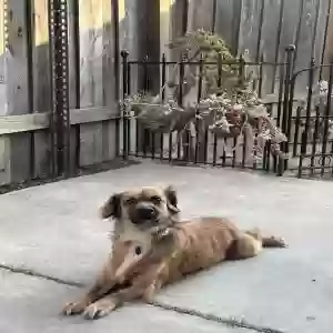 lost male dog sunny