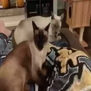 lost female cat leia