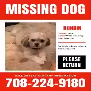 lost male dog dunkin