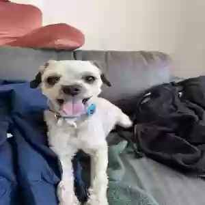 lost male dog rocky