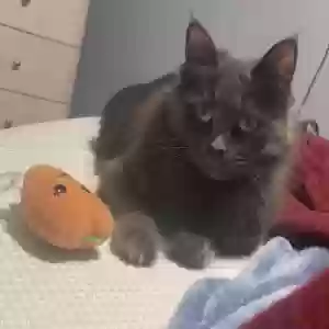 lost female cat rosie