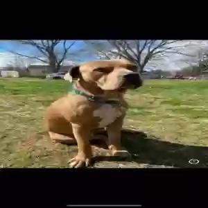 lost male dog hannibal