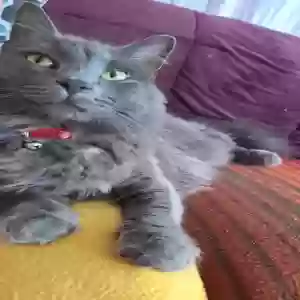 lost male cat hagrid