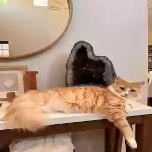 lost female cat toby