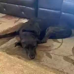 lost female dog luna