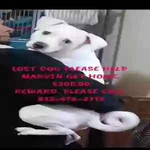 lost male dog marvin