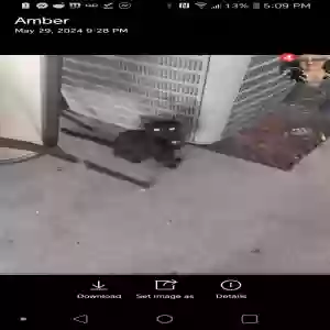 lost female cat minnie