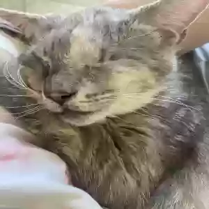 lost female cat dora