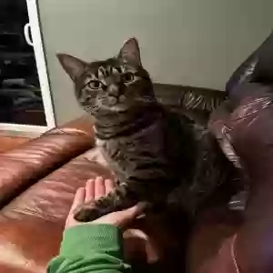 lost male cat josé