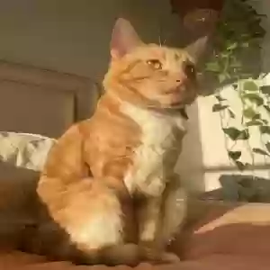 lost female cat samus