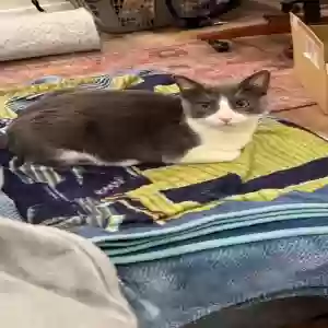 lost female cat ashi