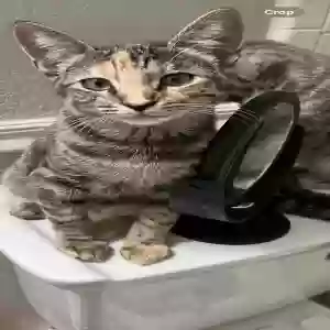lost female cat unknown