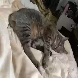 lost male cat tigger
