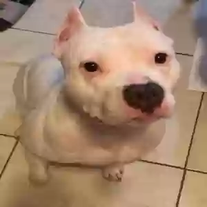 lost female dog paris