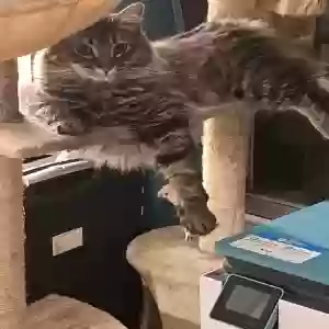 lost male cat pester
