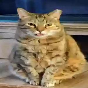 lost female cat tootsie