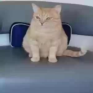 lost male cat rubio