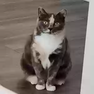 lost female cat nugget