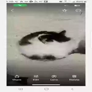 lost male cat zorro