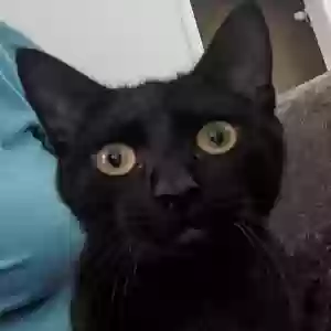 lost male cat emmet