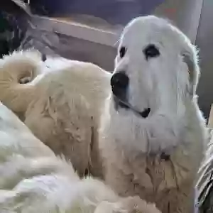 lost female dog zira