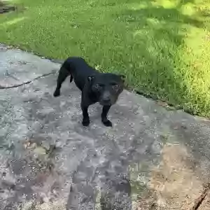 found male dog unknown