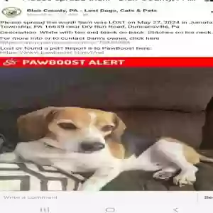 lost male dog sam