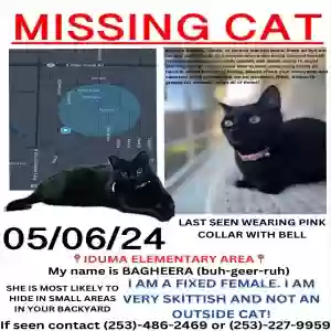 lost female cat bagheera