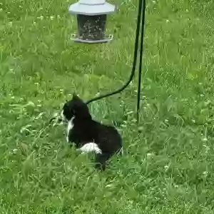 found unknown cat unknown