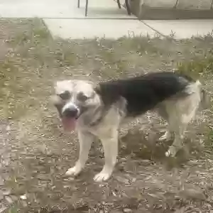 found male dog unknown