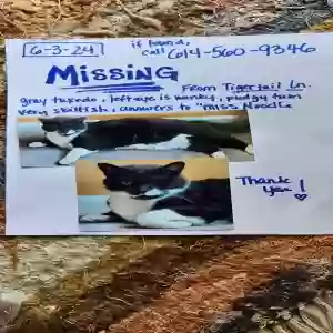 lost female cat miss noodle