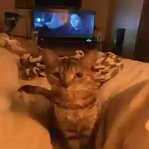 lost female cat unknown