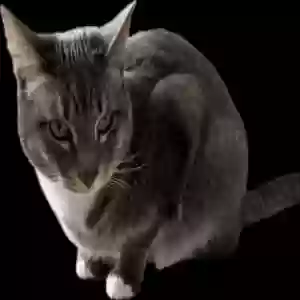 lost female cat pumpkin