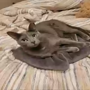 lost female cat momo