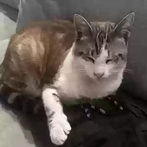 lost male cat puma