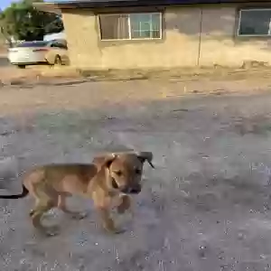found female dog unknown