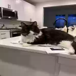 lost male cat sebastian the cat